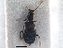  ( - CNC COLEO 00250059)  @11 [ ] CreativeCommons - Attribution (2013) CBG Photography Group Centre for Biodiversity Genomics