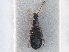  ( - CNC COLEO 00250060)  @11 [ ] CreativeCommons - Attribution (2013) CBG Photography Group Centre for Biodiversity Genomics