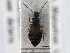  ( - CNC COLEO 00250061)  @11 [ ] CreativeCommons - Attribution (2013) CBG Photography Group Centre for Biodiversity Genomics
