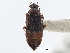 ( - CNC COLEO 00250062)  @11 [ ] CreativeCommons - Attribution (2013) CBG Photography Group Centre for Biodiversity Genomics