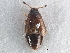  ( - CNC COLEO 00250065)  @11 [ ] CreativeCommons - Attribution (2013) CBG Photography Group Centre for Biodiversity Genomics