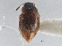  ( - CNC COLEO 00250066)  @11 [ ] CreativeCommons - Attribution (2013) CBG Photography Group Centre for Biodiversity Genomics