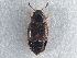  ( - CNC COLEO 00250068)  @11 [ ] CreativeCommons - Attribution (2013) CBG Photography Group Centre for Biodiversity Genomics