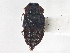  (Micropeplus cribratus - CNC COLEO 00250102)  @11 [ ] CreativeCommons - Attribution (2013) CBG Photography Group Centre for Biodiversity Genomics