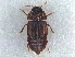  (Micropeplus browni - CNC COLEO 00250112)  @13 [ ] CreativeCommons - Attribution (2013) CBG Photography Group Centre for Biodiversity Genomics