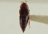  ( - CNC COLEO 00250228)  @11 [ ] CreativeCommons - Attribution (2014) CBG Photography Group Centre for Biodiversity Genomics