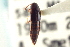  ( - CNC COLEO 00250236)  @11 [ ] CreativeCommons - Attribution (2014) CBG Photography Group Centre for Biodiversity Genomics