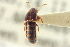  ( - CNC COLEO 00250237)  @11 [ ] CreativeCommons - Attribution (2014) CBG Photography Group Centre for Biodiversity Genomics