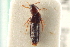  ( - CNC COLEO 00250238)  @11 [ ] CreativeCommons - Attribution (2014) CBG Photography Group Centre for Biodiversity Genomics