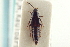  ( - CNC COLEO 00250268)  @11 [ ] CreativeCommons - Attribution (2014) CBG Photography Group Centre for Biodiversity Genomics