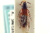  ( - CNC COLEO 00250270)  @11 [ ] CreativeCommons - Attribution (2014) CBG Photography Group Centre for Biodiversity Genomics