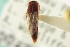  ( - CNC COLEO 00250271)  @11 [ ] CreativeCommons - Attribution (2014) CBG Photography Group Centre for Biodiversity Genomics
