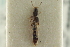  ( - CNC COLEO 00250533)  @11 [ ] CreativeCommons - Attribution (2014) CBG Photography Group Centre for Biodiversity Genomics