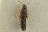  ( - CNC COLEO 00250534)  @11 [ ] CreativeCommons - Attribution (2014) CBG Photography Group Centre for Biodiversity Genomics