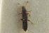  ( - CNC COLEO 00250535)  @11 [ ] CreativeCommons - Attribution (2014) CBG Photography Group Centre for Biodiversity Genomics