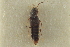  ( - CNC COLEO 00250536)  @11 [ ] CreativeCommons - Attribution (2014) CBG Photography Group Centre for Biodiversity Genomics