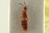  ( - CNC COLEO 00250606)  @11 [ ] CreativeCommons - Attribution (2014) CBG Photography Group Centre for Biodiversity Genomics