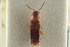  ( - CNC COLEO 00250607)  @11 [ ] CreativeCommons - Attribution (2014) CBG Photography Group Centre for Biodiversity Genomics