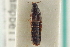  ( - CNC COLEO 00250639)  @11 [ ] CreativeCommons - Attribution (2014) CBG Photography Group Centre for Biodiversity Genomics