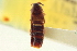  ( - CNC COLEO 00250670)  @12 [ ] CreativeCommons - Attribution (2014) CBG Photography Group Centre for Biodiversity Genomics