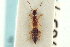  ( - CNC COLEO 00251167)  @11 [ ] CreativeCommons - Attribution (2014) CBG Photography Group Centre for Biodiversity Genomics