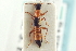 ( - CNC COLEO 00251197)  @13 [ ] CreativeCommons - Attribution (2014) CBG Photography Group Centre for Biodiversity Genomics