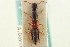  ( - CNC COLEO 00251210)  @11 [ ] CreativeCommons - Attribution (2014) CBG Photography Group Centre for Biodiversity Genomics