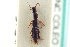  ( - CNC COLEO 00251218)  @11 [ ] CreativeCommons - Attribution (2014) CBG Photography Group Centre for Biodiversity Genomics