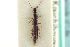  ( - CNC COLEO 00251219)  @11 [ ] CreativeCommons - Attribution (2014) CBG Photography Group Centre for Biodiversity Genomics