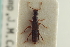  ( - CNC COLEO 00251302)  @13 [ ] CreativeCommons - Attribution (2014) CBG Photography Group Centre for Biodiversity Genomics