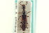  ( - CNC COLEO 00251621)  @11 [ ] CreativeCommons - Attribution (2014) CBG Photography Group Centre for Biodiversity Genomics