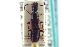  ( - CNC COLEO 00251623)  @13 [ ] CreativeCommons - Attribution (2014) CBG Photography Group Centre for Biodiversity Genomics