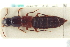  ( - CNC COLEO 00251739)  @13 [ ] CreativeCommons - Attribution (2014) CBG Photography Group Centre for Biodiversity Genomics