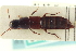  ( - CNC COLEO 00251740)  @13 [ ] CreativeCommons - Attribution (2014) CBG Photography Group Centre for Biodiversity Genomics