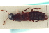  ( - CNC COLEO 00251742)  @13 [ ] CreativeCommons - Attribution (2014) CBG Photography Group Centre for Biodiversity Genomics