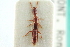  ( - CNC COLEO 00251903)  @11 [ ] CreativeCommons - Attribution (2014) CBG Photography Group Centre for Biodiversity Genomics