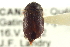  (Attagenus unicolor japonicus - CNC COLEO 00252002)  @13 [ ] CreativeCommons - Attribution (2014) CBG Photography Group Centre for Biodiversity Genomics