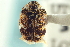  (Anthrenus lepidus - CNC COLEO 00252016)  @13 [ ] CreativeCommons - Attribution (2014) CBG Photography Group Centre for Biodiversity Genomics