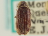  ( - CNC COLEO 00252119)  @11 [ ] CreativeCommons - Attribution (2014) CBG Photography Group Centre for Biodiversity Genomics