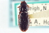  ( - CNC COLEO 00252184)  @11 [ ] CreativeCommons - Attribution (2014) CBG Photography Group Centre for Biodiversity Genomics