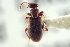  ( - CNC COLEO 00252277)  @11 [ ] CreativeCommons - Attribution (2014) CBG Photography Group Centre for Biodiversity Genomics