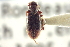  ( - CNC COLEO 00252325)  @11 [ ] CreativeCommons - Attribution (2014) CBG Photography Group Centre for Biodiversity Genomics