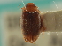  (Bidessonotus - CNC COLEO 00252392)  @13 [ ] CreativeCommons - Attribution (2014) CBG Photography Group Centre for Biodiversity Genomics