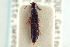  ( - CNC COLEO 00251347)  @12 [ ] CreativeCommons - Attribution (2014) CBG Photography Group Centre for Biodiversity Genomics