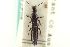  ( - CNC COLEO 00251558)  @11 [ ] CreativeCommons - Attribution (2014) CBG Photography Group Centre for Biodiversity Genomics