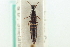  ( - CNC COLEO 00251559)  @13 [ ] CreativeCommons - Attribution (2014) CBG Photography Group Centre for Biodiversity Genomics