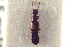  ( - CNC COLEOPT 04-12778)  @11 [ ] CreativeCommons - Attribution (2014) CBG Photography Group Centre for Biodiversity Genomics