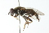  ( - CNC DIPTERA 52539)  @14 [ ] CreativeCommons - Attribution (2011) CNC/CBG Photography Group Centre for Biodiversity Genomics