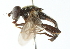  ( - CNC DIPTERA 52540)  @14 [ ] CreativeCommons - Attribution (2011) CNC/CBG Photography Group Centre for Biodiversity Genomics