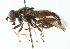  ( - CNC DIPTERA 52541)  @13 [ ] CreativeCommons - Attribution (2011) CNC/CBG Photography Group Centre for Biodiversity Genomics